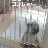 横を向く犬