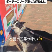 ジッピーくんの気遣い8