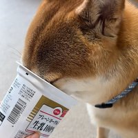 ヨーグルトを食べる犬2