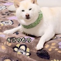 こちらをガン見する柴犬
