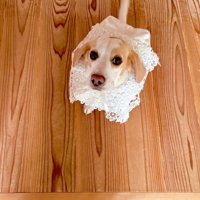 ティッシュカバーを装着してる！