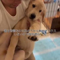 子犬を地面に下ろそうとする男性