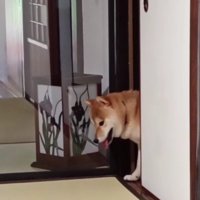 看板犬特訓中