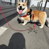 お買い物