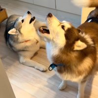 ブルちゃんとベルちゃんの日常3