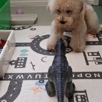 恐竜の挙動を要チェック