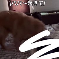 「パパ！起きて！！」