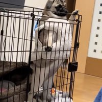 夜は着込むというアメリちゃん