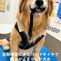 震える大型犬3