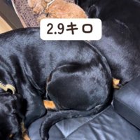 犬種を越えた絆