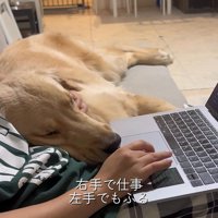 お仕事中の飼い主さんに甘える麹くん7