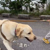 一緒に駆け足♪