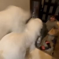 ママが倒れちゃった