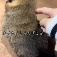 赤ちゃん犬を掻いてあげる飼い主さん