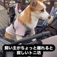 寂しがり屋なトニちゃん
