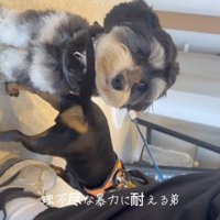 首にペチッ