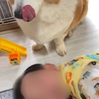 見つめる犬