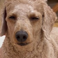 眠そうなラテくん