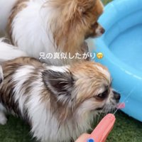 水鉄砲に顔を近づける2匹の犬