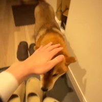 飼い主さんの元へついたイブキくん