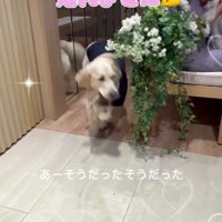参列者の席から通路に顔を出す犬