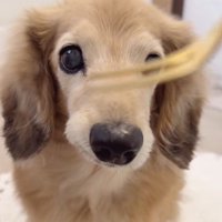 フォークだけ近付けると…