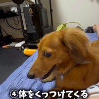ベッドに横になっている飼い主に背中をくっつける犬