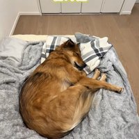 エビみたいに寝るラッキーくん