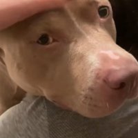 頭を撫でられて優しい目をするピットブル