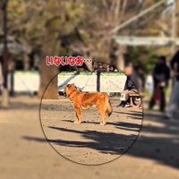 ママを探すラッキーくん