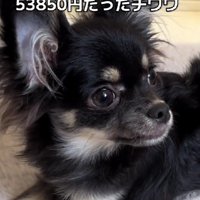 売れ残ったちまきちゃん