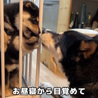親子のたわむれ