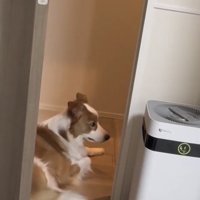 座ったまま振り返る犬