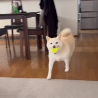 ボールを持ってきた銀くん