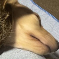熟睡
