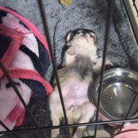 お腹を見せて眠る犬