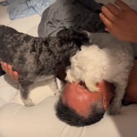 顔をなめる犬