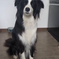 飼い主を見つめる中型犬