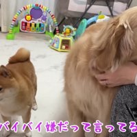 「バイバイしないで！」