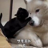 犬の顔をなめる猫