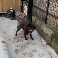 水がかからない場所でブルブルッ