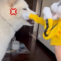 パンチするおもちゃVSだい吉くん3