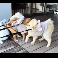 かたまる3匹の犬