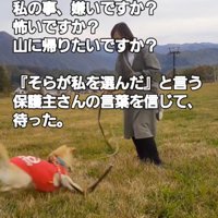 ゴルフボールを追いかける犬