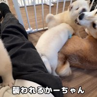 お母さん犬にも戦いを挑みます！