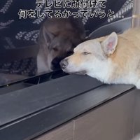 テレビの液晶に頬をくっつけているチェコスロバキアンウルフドッグ