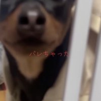 近づいてきた犬