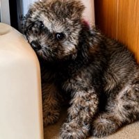 カメラ目線の大地くん