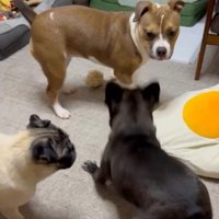 ニーナちゃんはレフェリー係！？