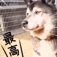 土の上でくつろいで目を細める犬